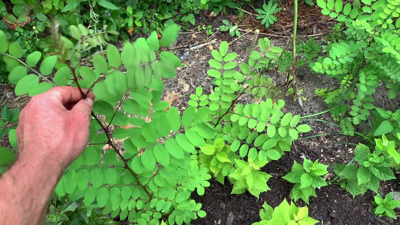 Backyard Garden Wander - Tour and Thoughts