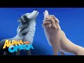 The Final Scene Of Alpha and Omega