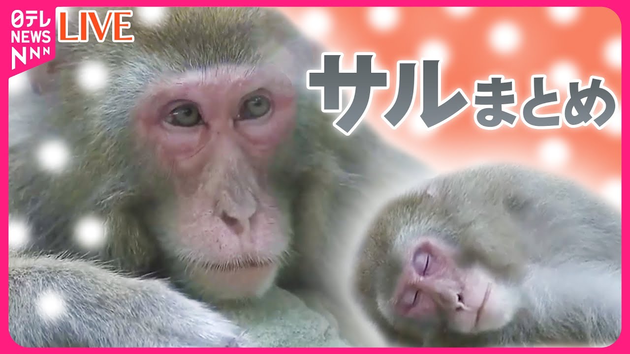 サルまとめ】人通り多いエリアで目撃相次ぐ / “お城の動物園”が閉園へ