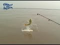 Pesca de Dorados en Reconquista - Primer Parte