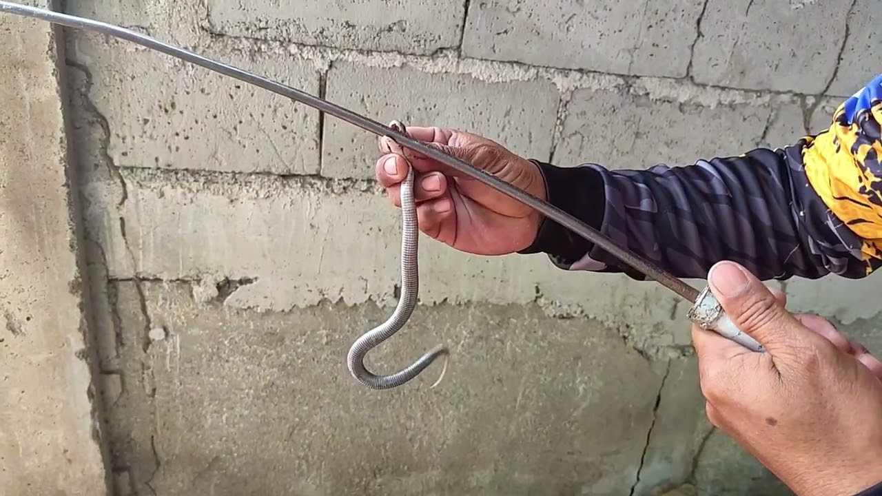 nakakakilabot na pagtira Ng 11 pirasong anak Ng makamandag na COBRA sa gilid Ng Bahay.. LEX TUKLAW