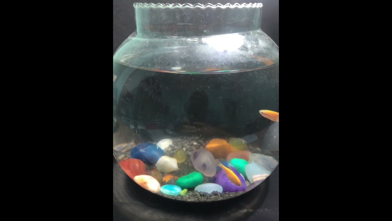 Zebra danios and guppy fish bowl setup YouTube