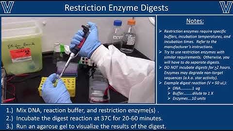 Restriction Enzyme Digests