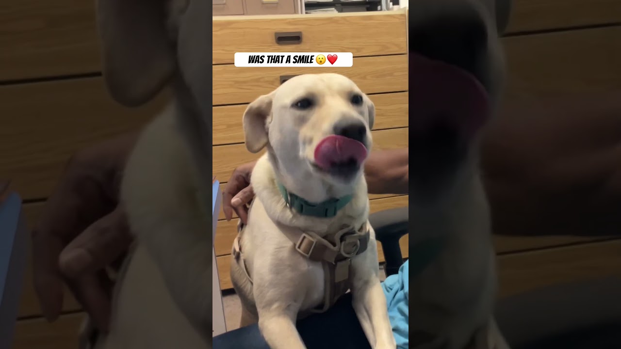 #mansbestfriend #dogshorts #dogsofyoutube #petlover #dogvideos #dogs #petlover #animalshorts #pets