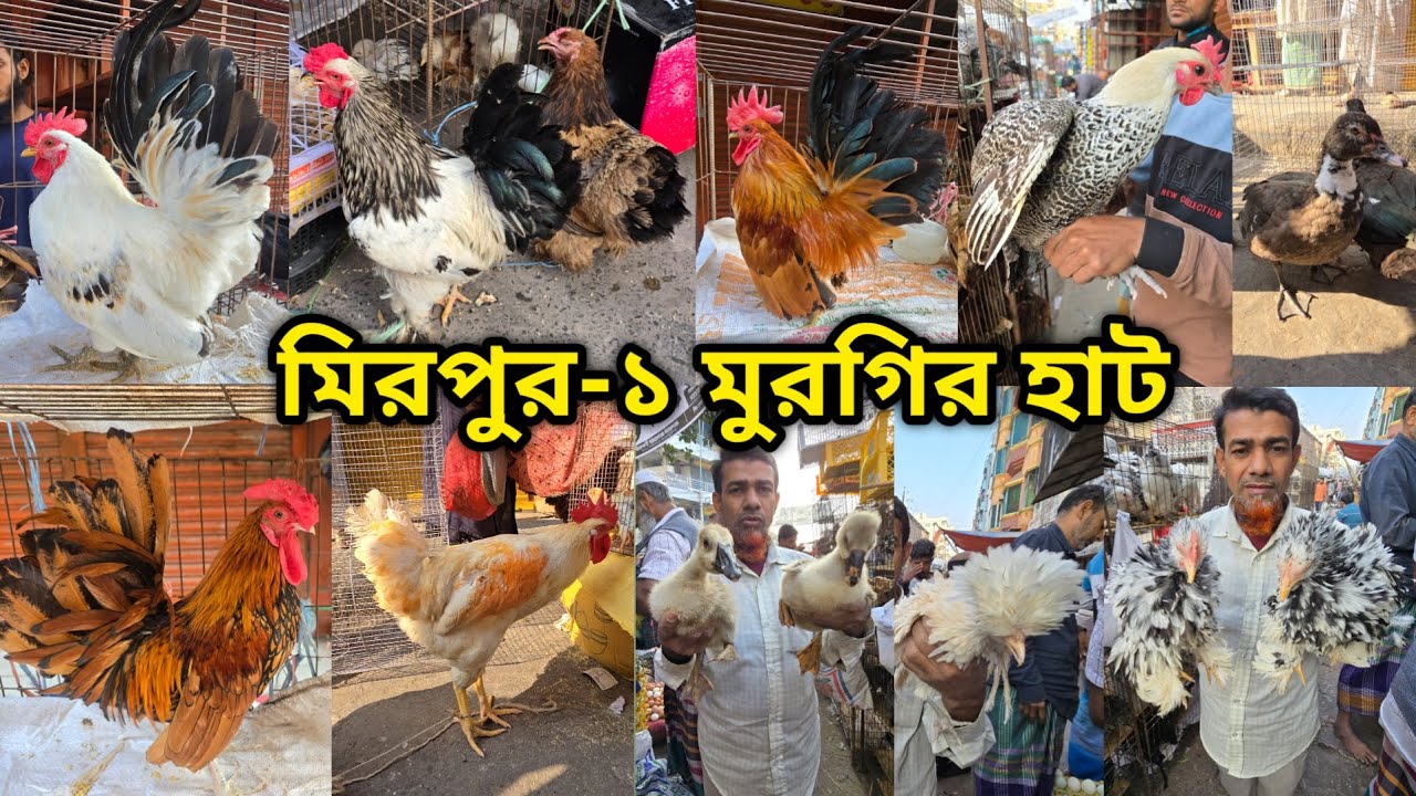 Mirpur -1 chicken hat | বাচ্চা সহ দেশি মুরগি | দেশি মুরগিতে ভরপুর | ফেন্সি মুরগি | ফেন্সি মুরগির দাম