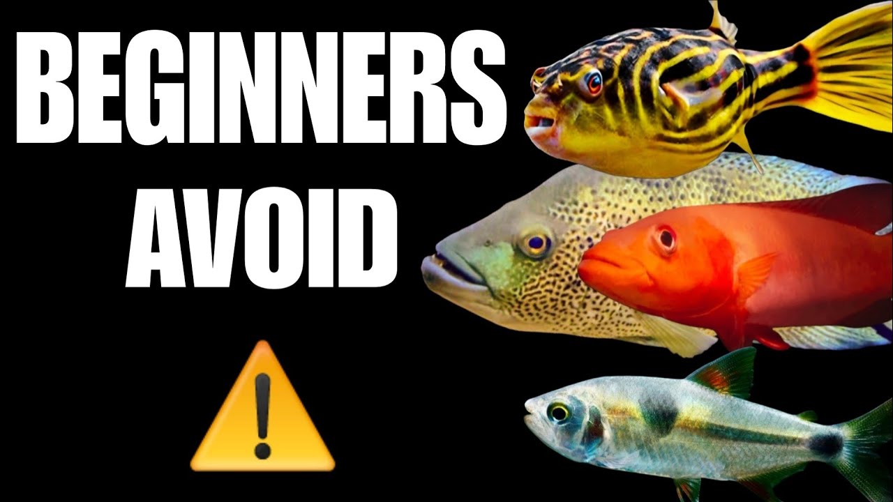 Beginners Avoid | These 15 Aggressive Pet Fish 
