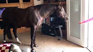 My horse in my house