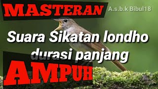 Masteran sikatan londo gacor durasi panjang 2021