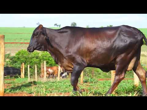 LOTE 59 0077 FERRO VELHO