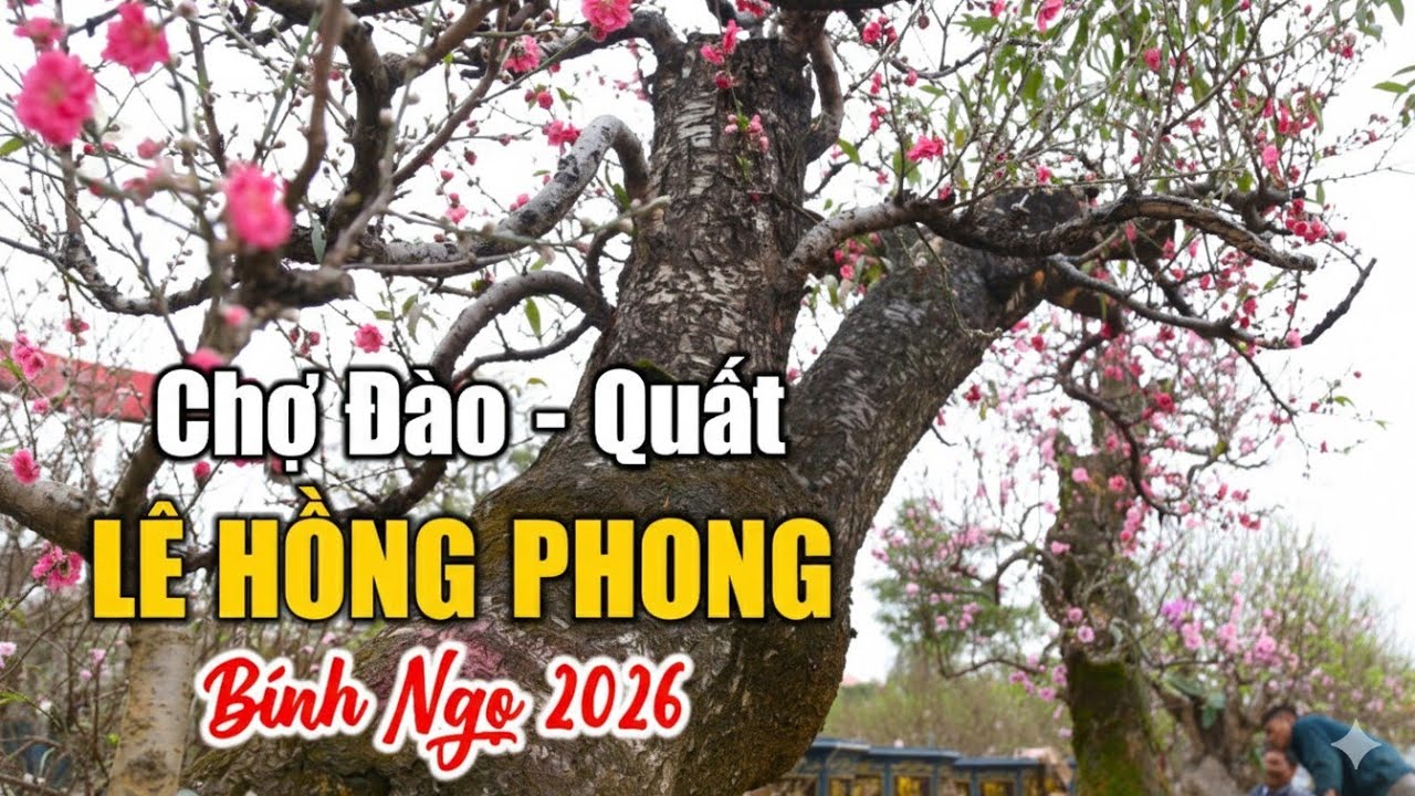 Sôi động chợ Đào, Quất lớn nhất Hải Phòng Tết 2026 (04.02.2026)