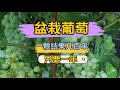 盆栽葡萄一年就能几百串 从小苗开始种植的教程来了 手把手的教大家 盆栽葡萄一年就能几百串 从小苗开始种植的教程来了 手把手的教大家