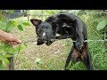 Wow!!! The dog trapped with barbed wire, How can we help it? | Life of Natural Foods