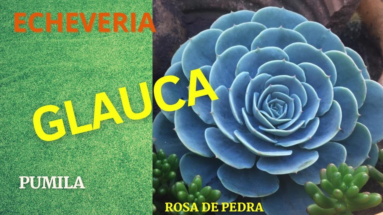 CUIDANDO DAS GLAUCAS | VivendodeSOL