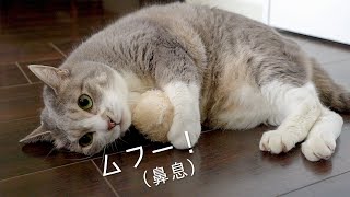 マシュマロボール（またたび付き）で荒ぶる猫 | #モアクリ Vlog011