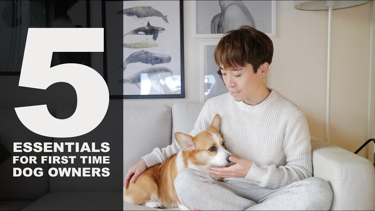 essentials for first time dog owners