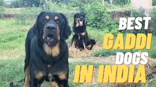 India k best Gaddi dogs ,AajTak nhi dekhe honge | Gaddi dog attack