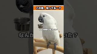 紙袋の中身を音だけで察するゆきまる氏 #shorts