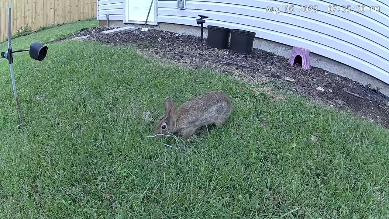 Baby Rabbits 2023 Batch 3 Day 2 - Mother rabbit feeding the newborns and covering the nest 8/5/2024