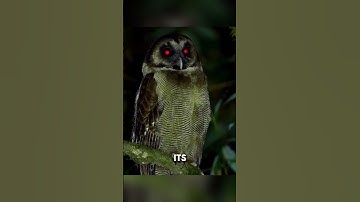 Thumbnail of Why Are Birds Afraid of Owls?