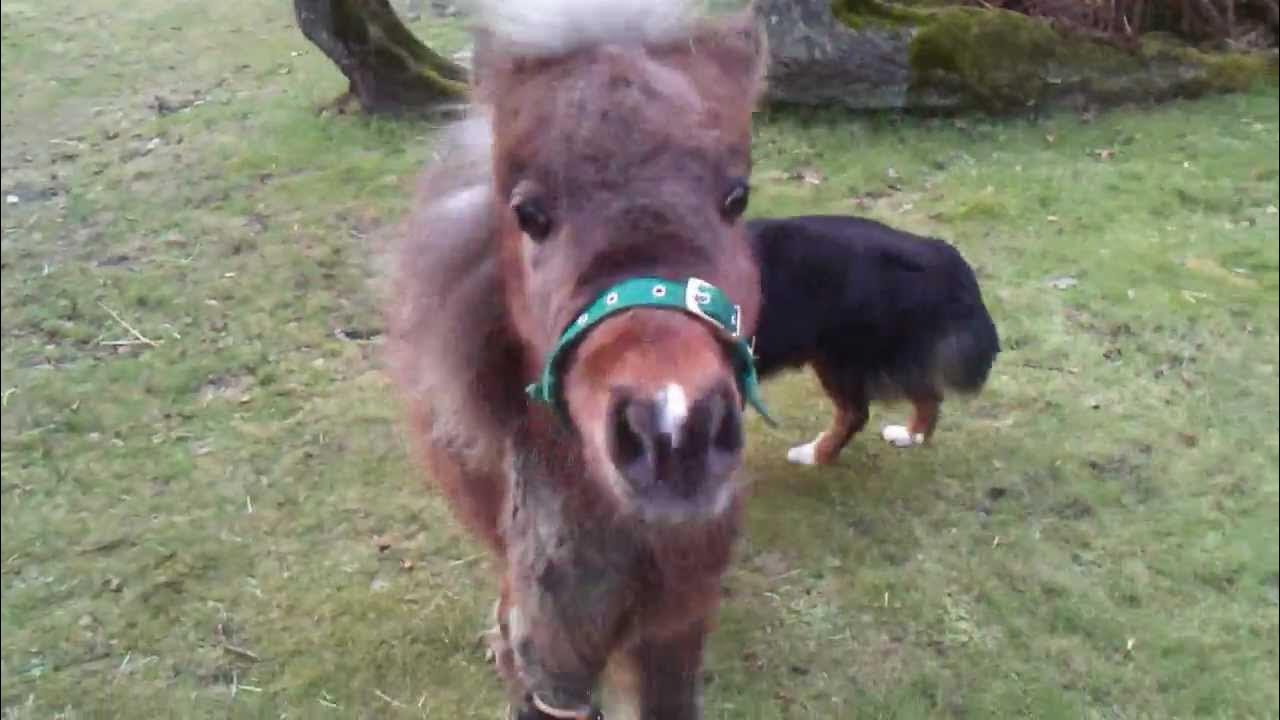 Pferd Pony mit VorderbeinOrthese nach Radialislähmung und Beugesehnendurchtrennung YouTube