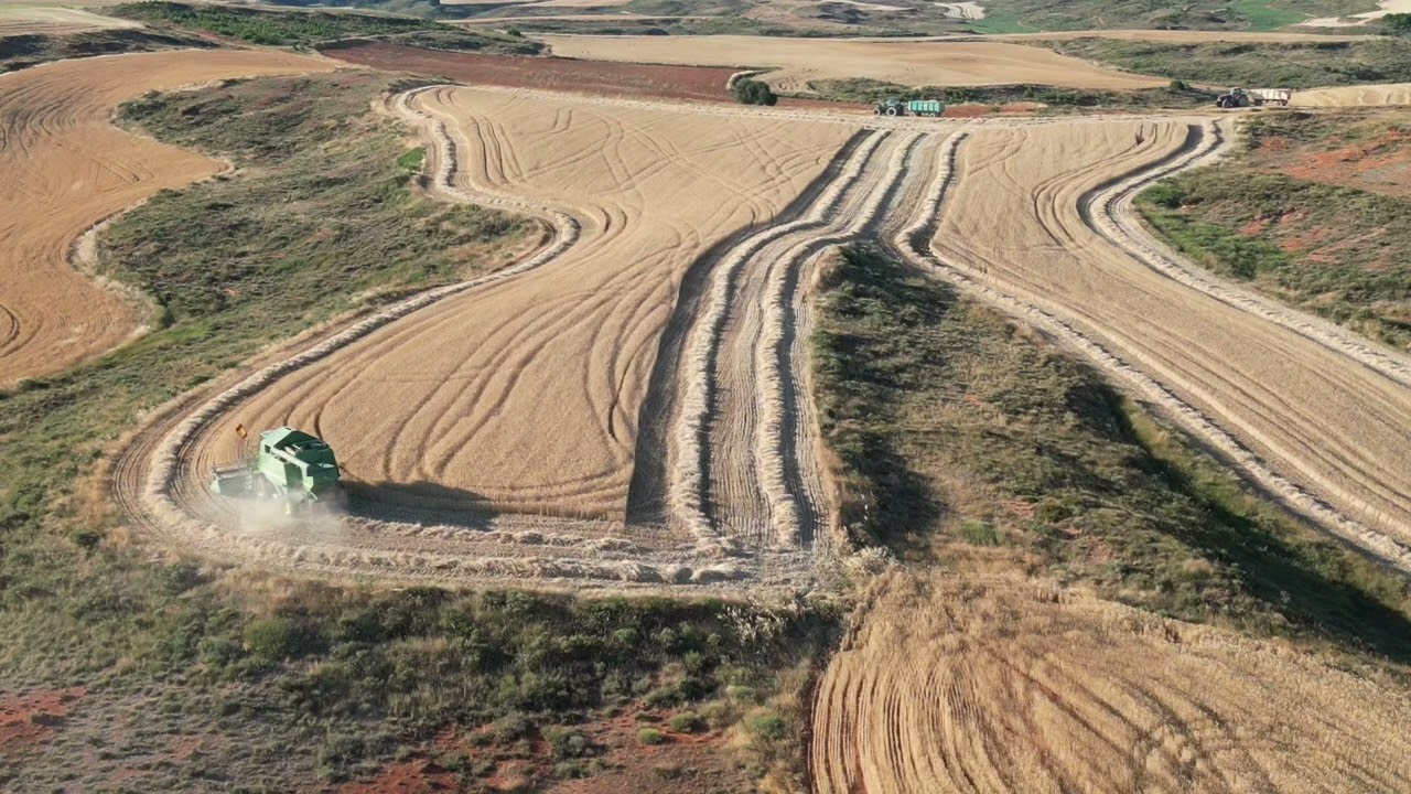 Cosechando trigos en Villavedon (Burgos) 2025