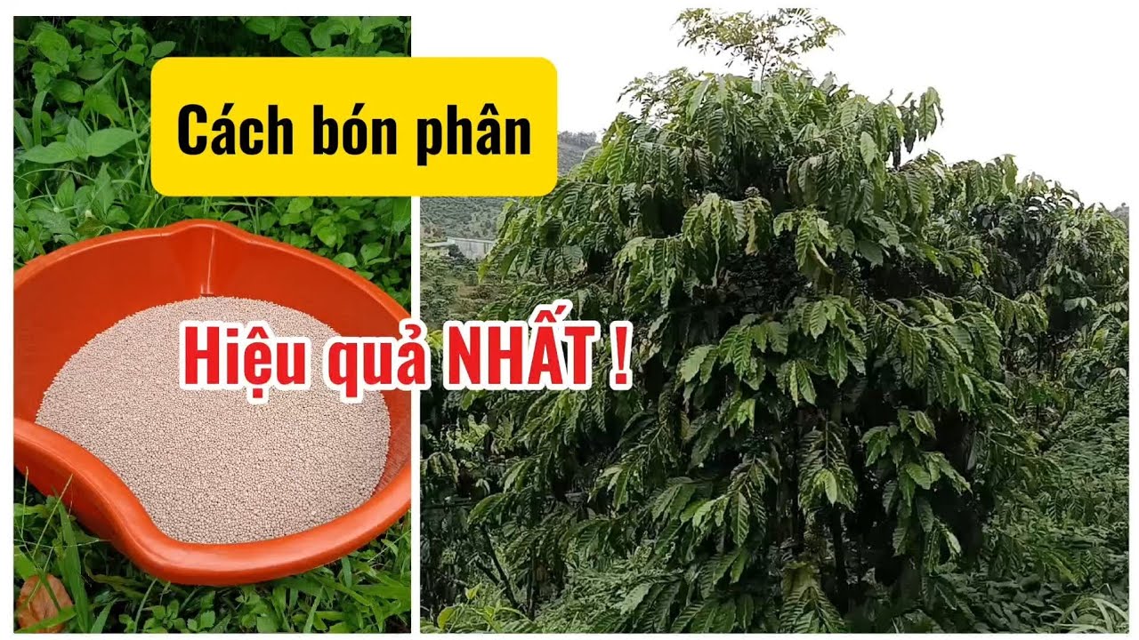 Cách bón phân hiệu quả - Áp dụng cho tất cả loại cây Công nghiệp, ăn trái #caphe #saurieng #xanhlun