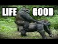 Monke Life Good