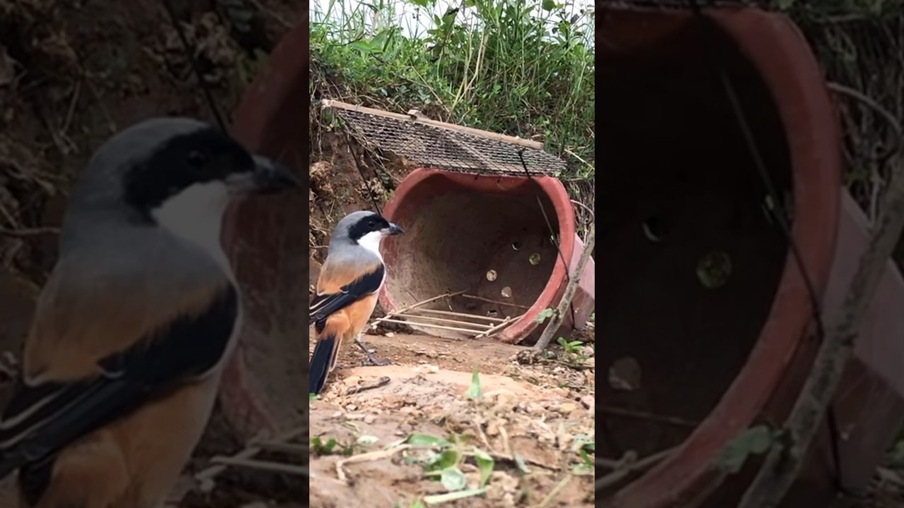 Making bird traps with old flower pots
