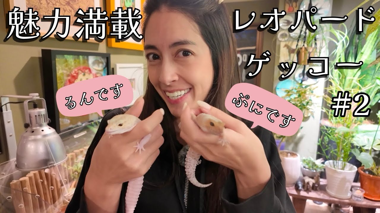 #2  レオパードゲッコー  ぷに&るん ／ Introducing my leopard geckos Puni & Loon