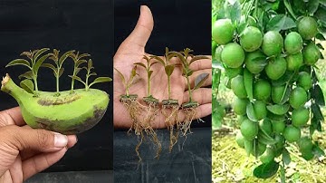Unique Skill Propagation Lemon Tree Growing Fast Use Banana Fruit