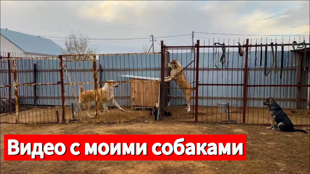 Показываю своих собак, Кавказский волкодав, Алабай
