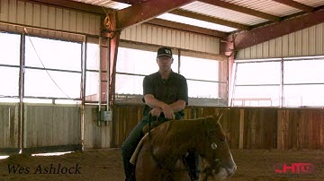 How To Work Two Year Old Cutting Horse