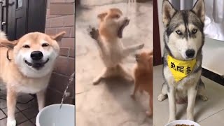 Video Kompilasi Lucunya Tingkah Lucu Anjing