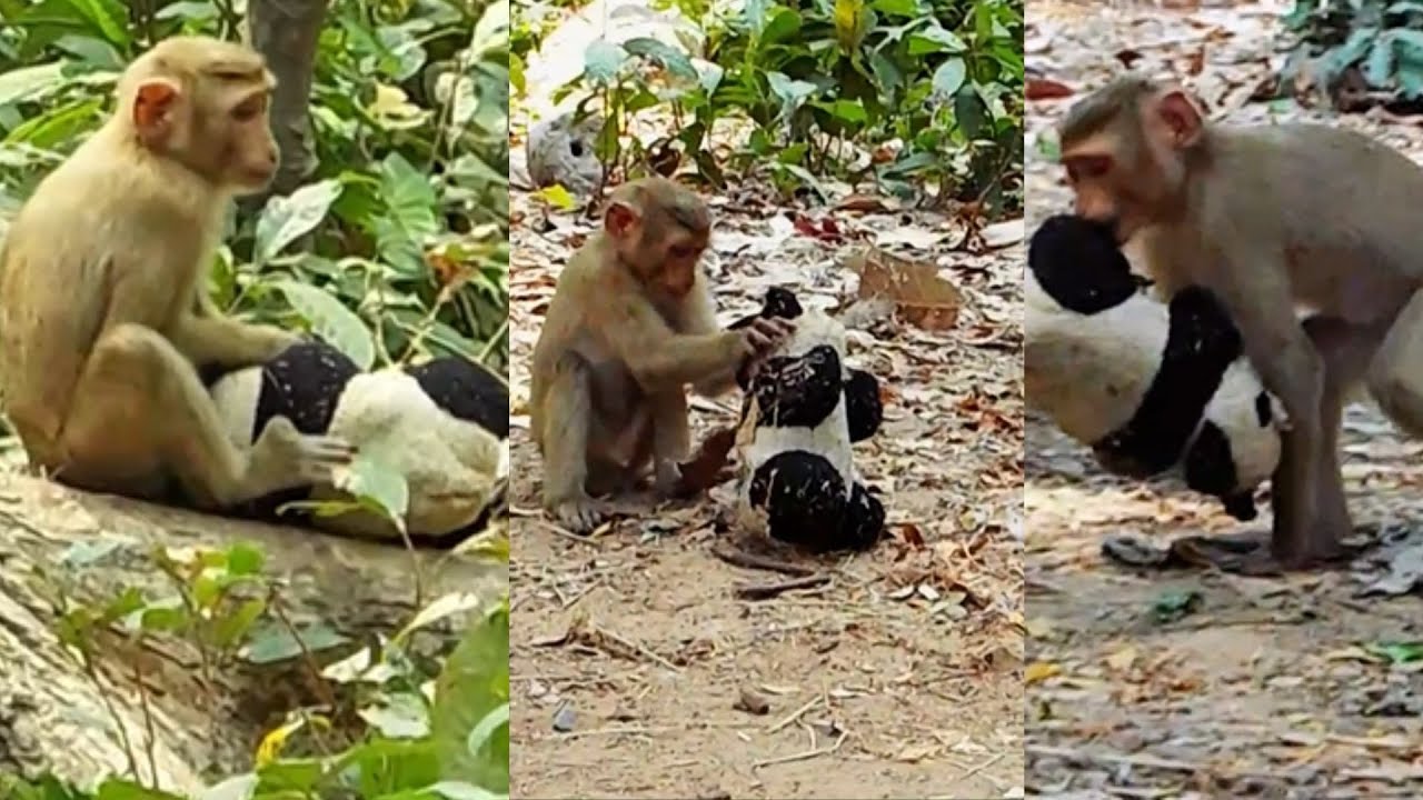 Explore the behavioral patterns exhibited by monkeys when interacting ...
