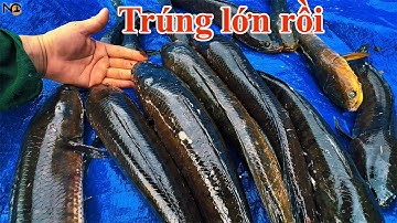 Câu cá lóc dọn 12 luồng Nguyễn Chanh trúng đậm dính toàn cá lớn