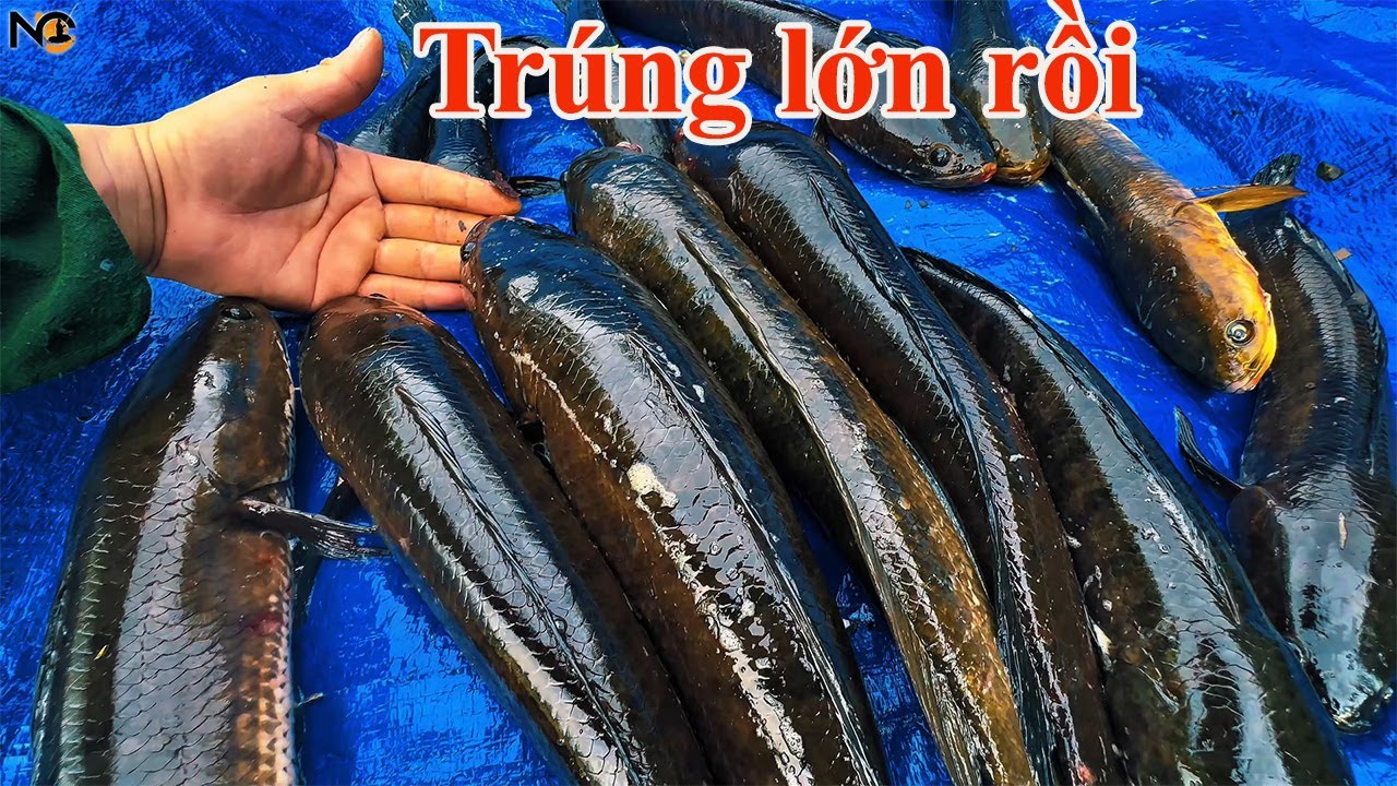 Câu cá lóc dọn 12 luồng Nguyễn Chanh trúng đậm dính toàn cá lớn