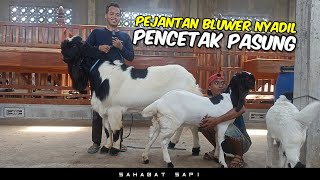 Pejantan Bluwer Nyadil Pencetak Pasung Dijual  Peternakan Kambing Pe Padepokan Temon Etawa