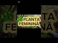 Planta roșie din pădure — știți ce este? 🌿 #estyt #natural #naprasnic #estytshort