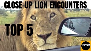 Top 5 Close-Up Lion Encounters in Kruger National Park (PART 1)