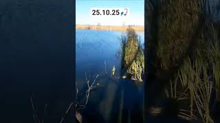 Ловля щуки осенью на спиннинг #fishing#рыбалканаозере#сезон2025