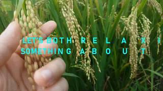 Sticky Rice Paddy Field By Simple Gardening