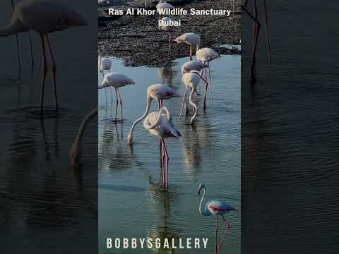 Ras Al Khor Wildlife Sanctuary Dubai | Flamingos | Bobbys Gallery