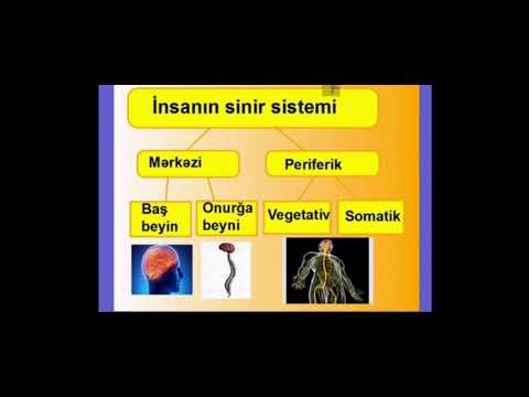 8ci sinif Biologiya.  Mövzu : Mərkəzi sinir sistemi