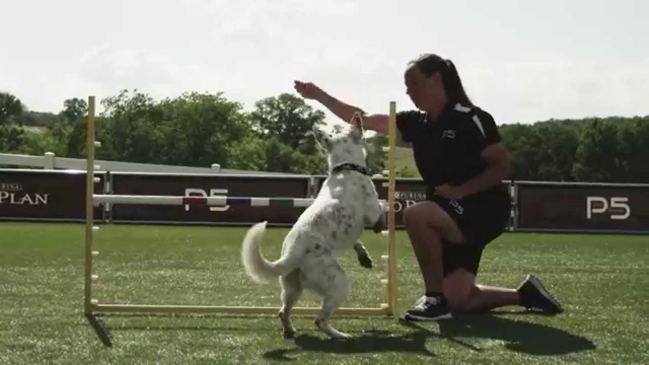 Dog Agility Jumps Competition Pro Plan P5 Training YouTube