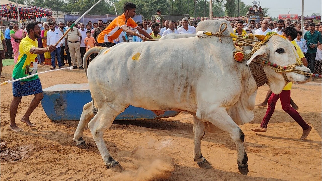 Koppuravuru seniors 1🏆 1.00.000 won by- RK Bulls Simha samarsimha Bulls covering 2550.08