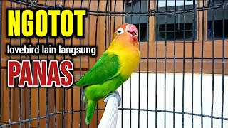 LOVEBIRD NGEKEK PANJANG TAMPIL NGOTOT BIKIN LOVEBIRD LAIN PANAS, TERPANCING EMOSI NYAUT NGEKEK