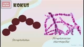 BENTUK BAKTERI (KOKUS, BACILLUS, SPIRILIA)