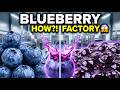 You Won’t Believe This Blueberry Factory Process 😲
