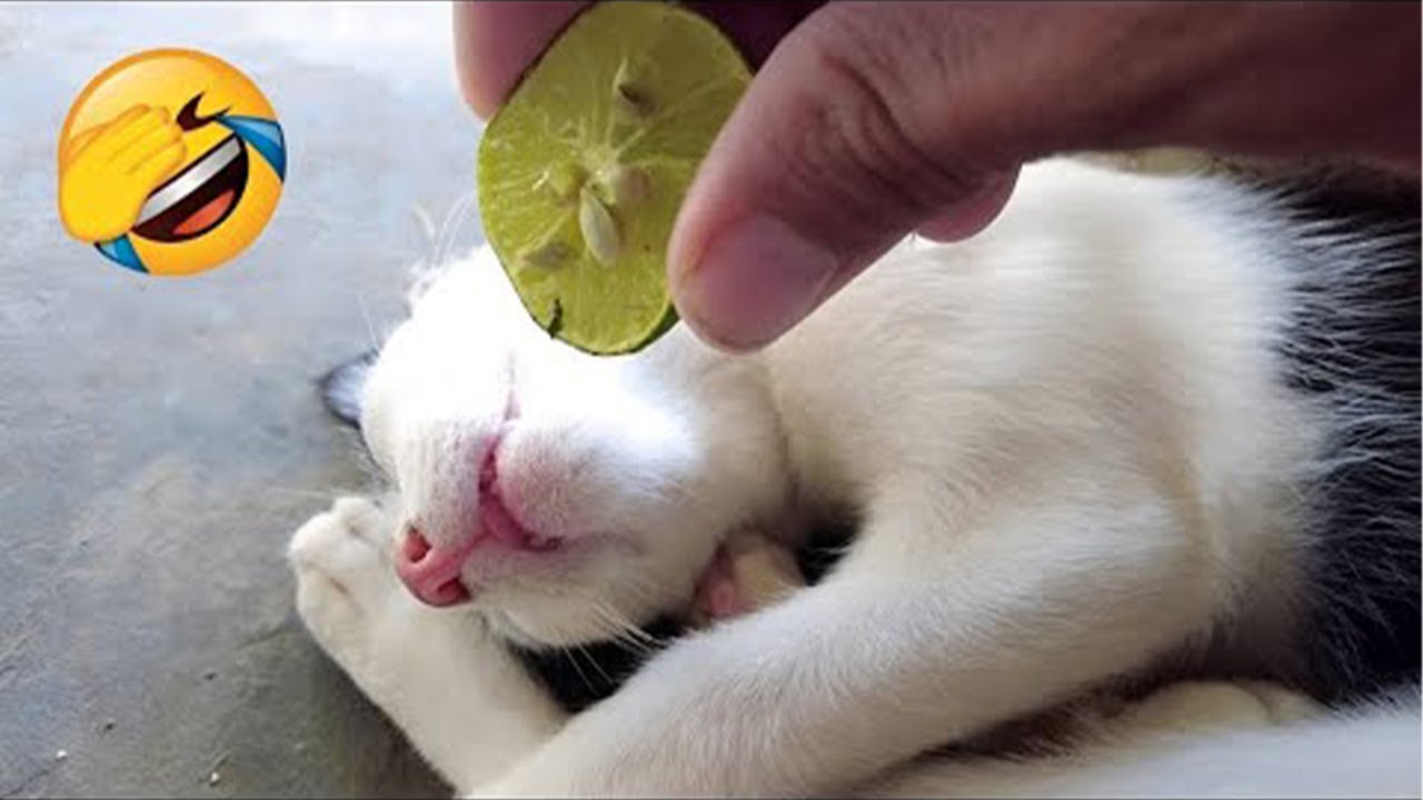 𝐍𝐞𝐰 𝐅𝐮𝐧𝐧𝐲 𝐀𝐧𝐢𝐦𝐚𝐥𝐬 𝟐𝟎𝟐5😛𝐅𝐮𝐧𝐧𝐢𝐞𝐬𝐭 𝐂𝐚𝐭𝐬 𝐚𝐧𝐝 𝐃𝐨𝐠𝐬 𝐕𝐢𝐝𝐞𝐨𝐬😂😂😹