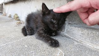 【猫島】手のひらサイズでヨチヨチ歩きな黒子猫を発見！【福岡県 相島】